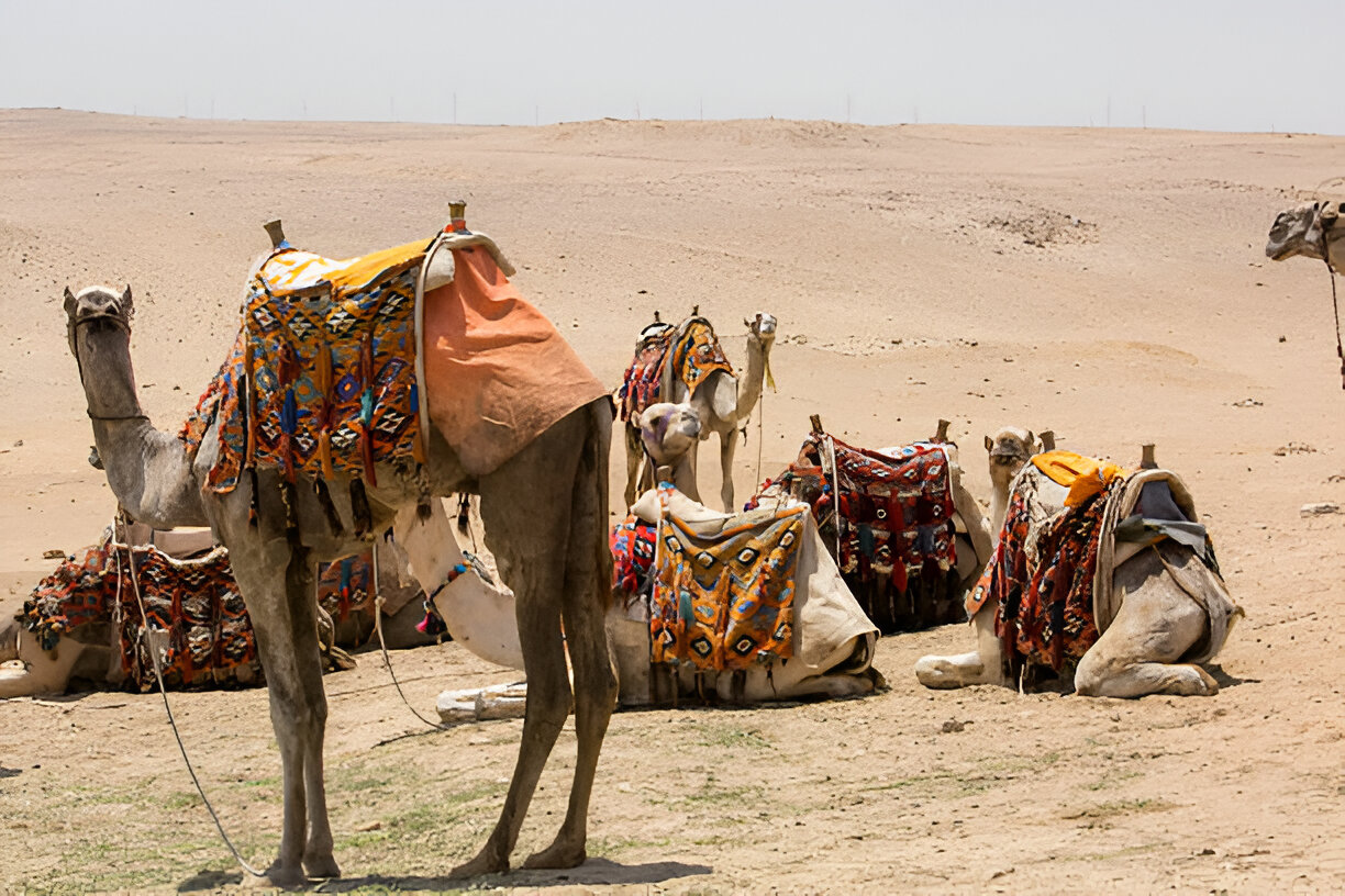 Cholistan Desert – The Desert of Forts