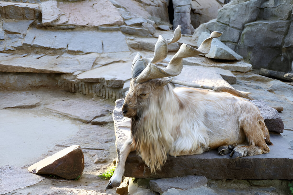 Markhor – The National Animal of Pakistan