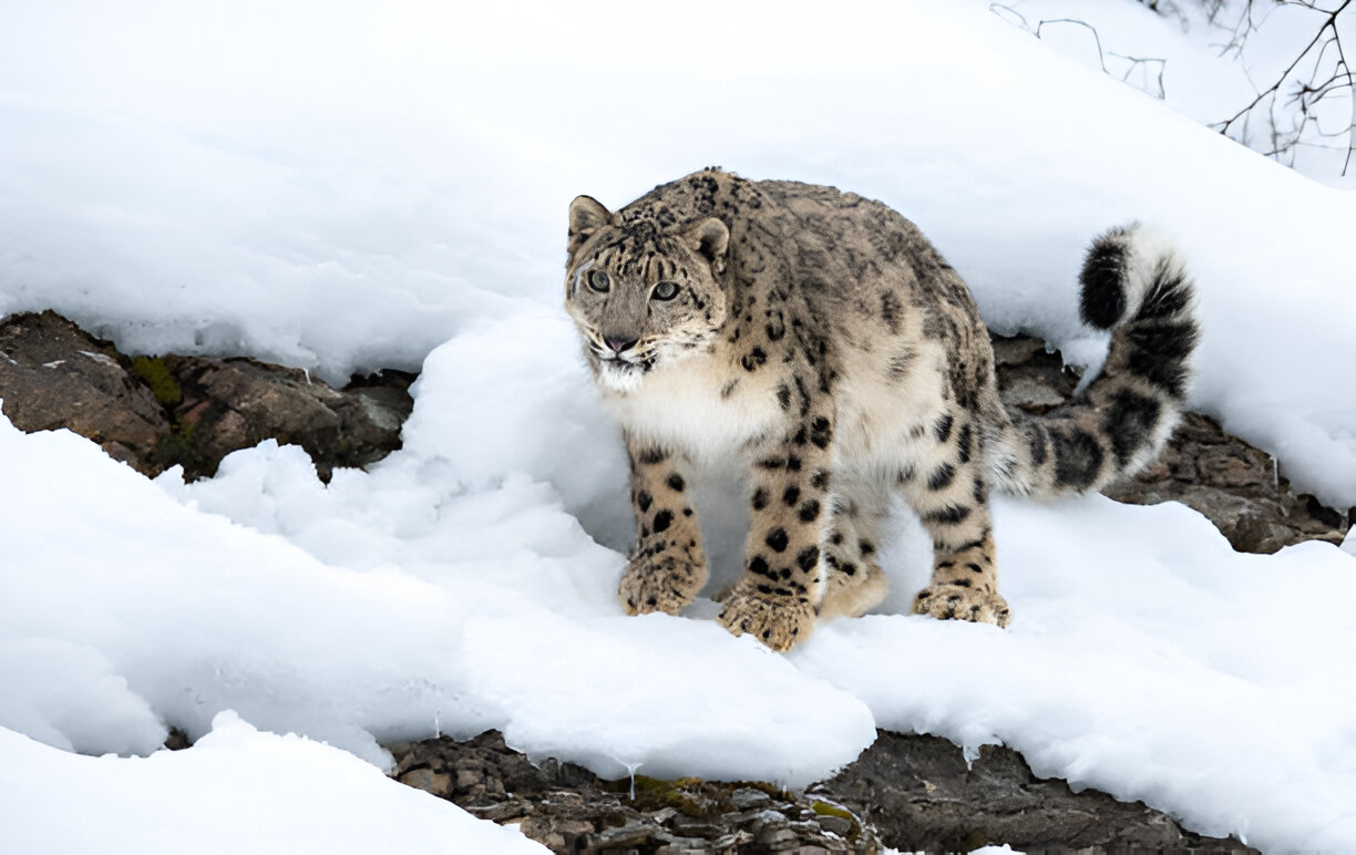 Snow Leopard – The Ghost of the Mountains