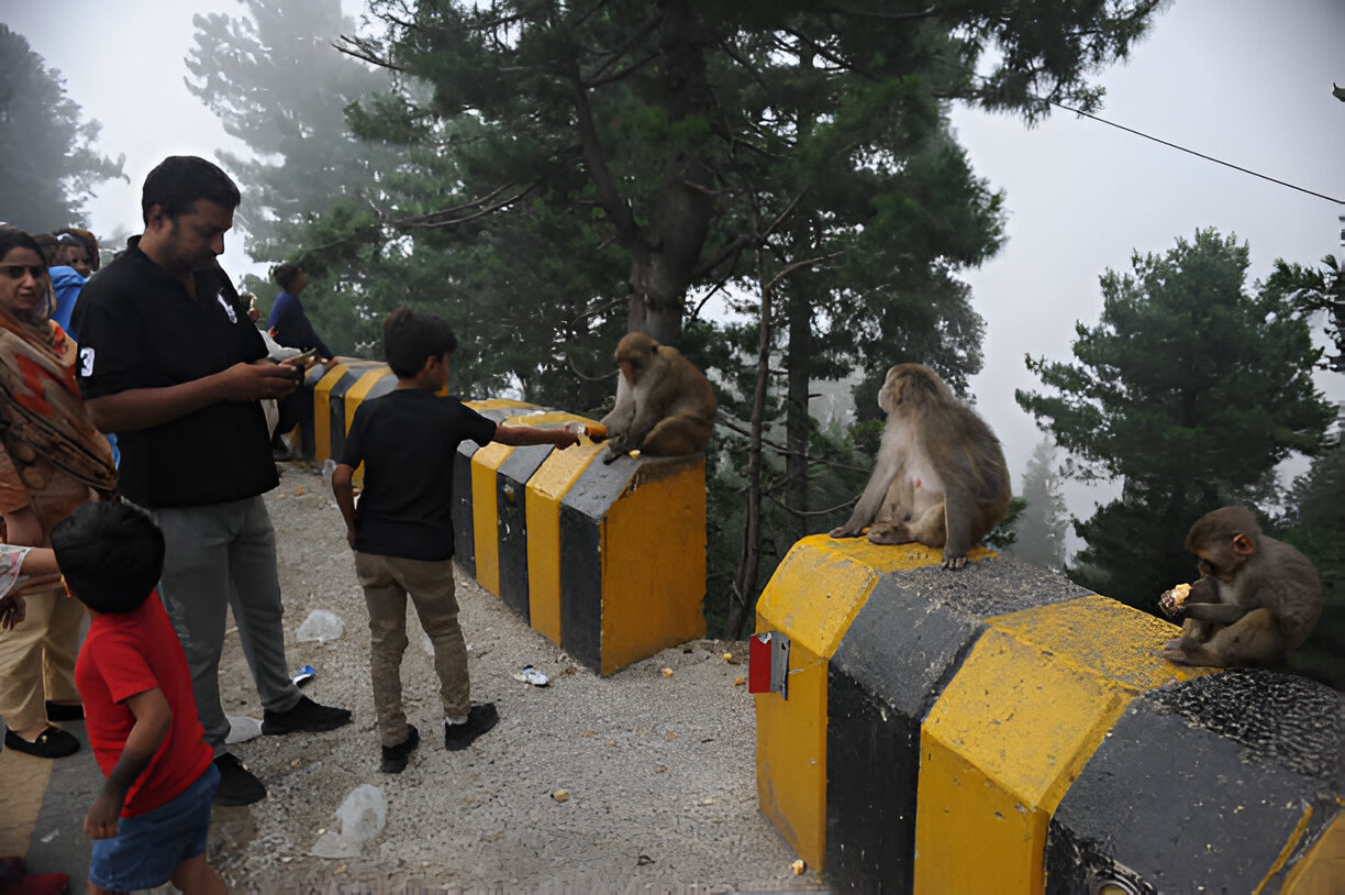 Ayubia, Abbottabad