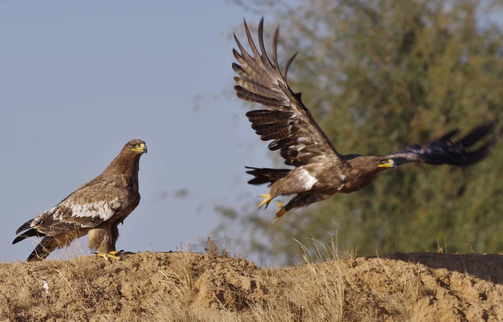 Birds You Can Spot in Pakistan