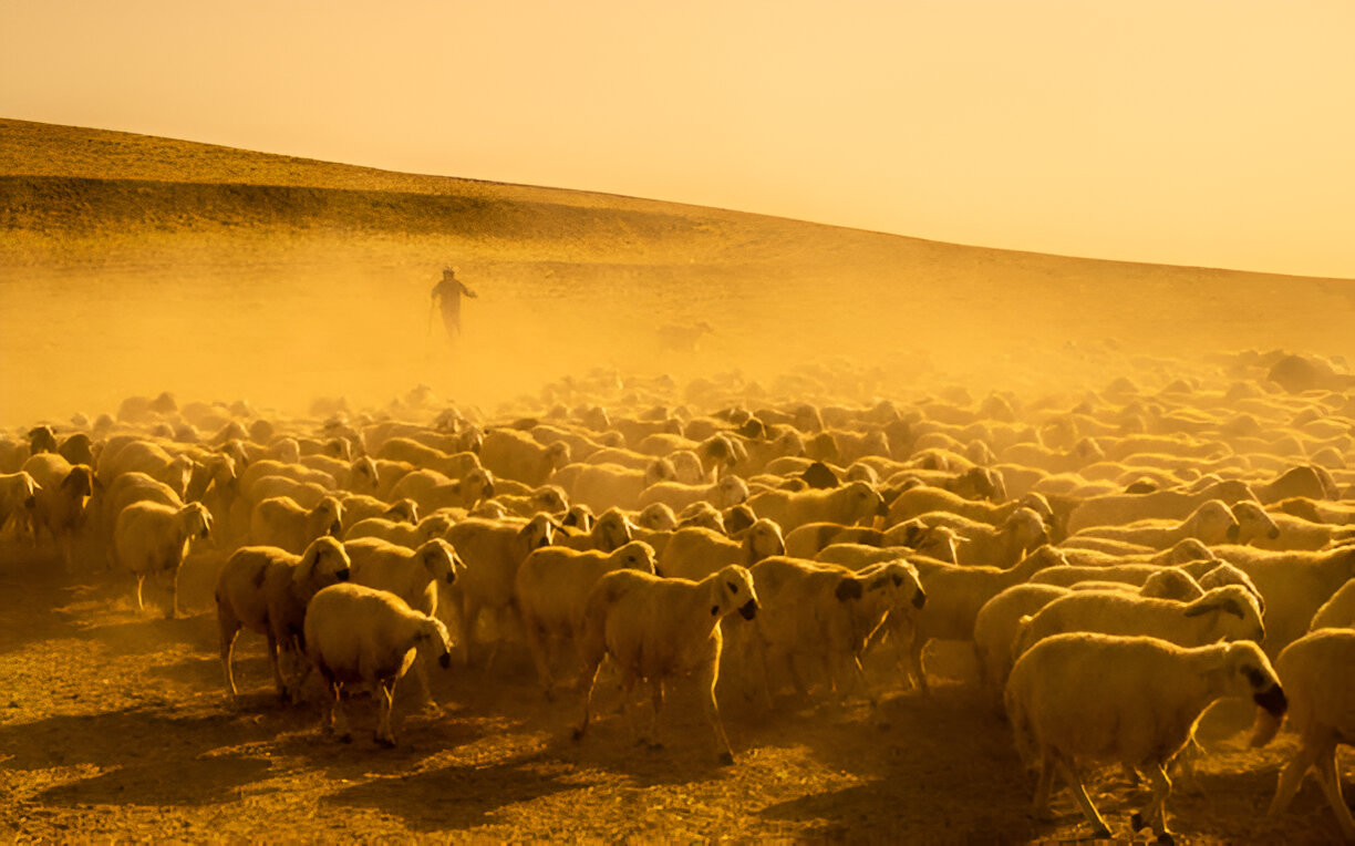 Challenges Faced by Shepherds