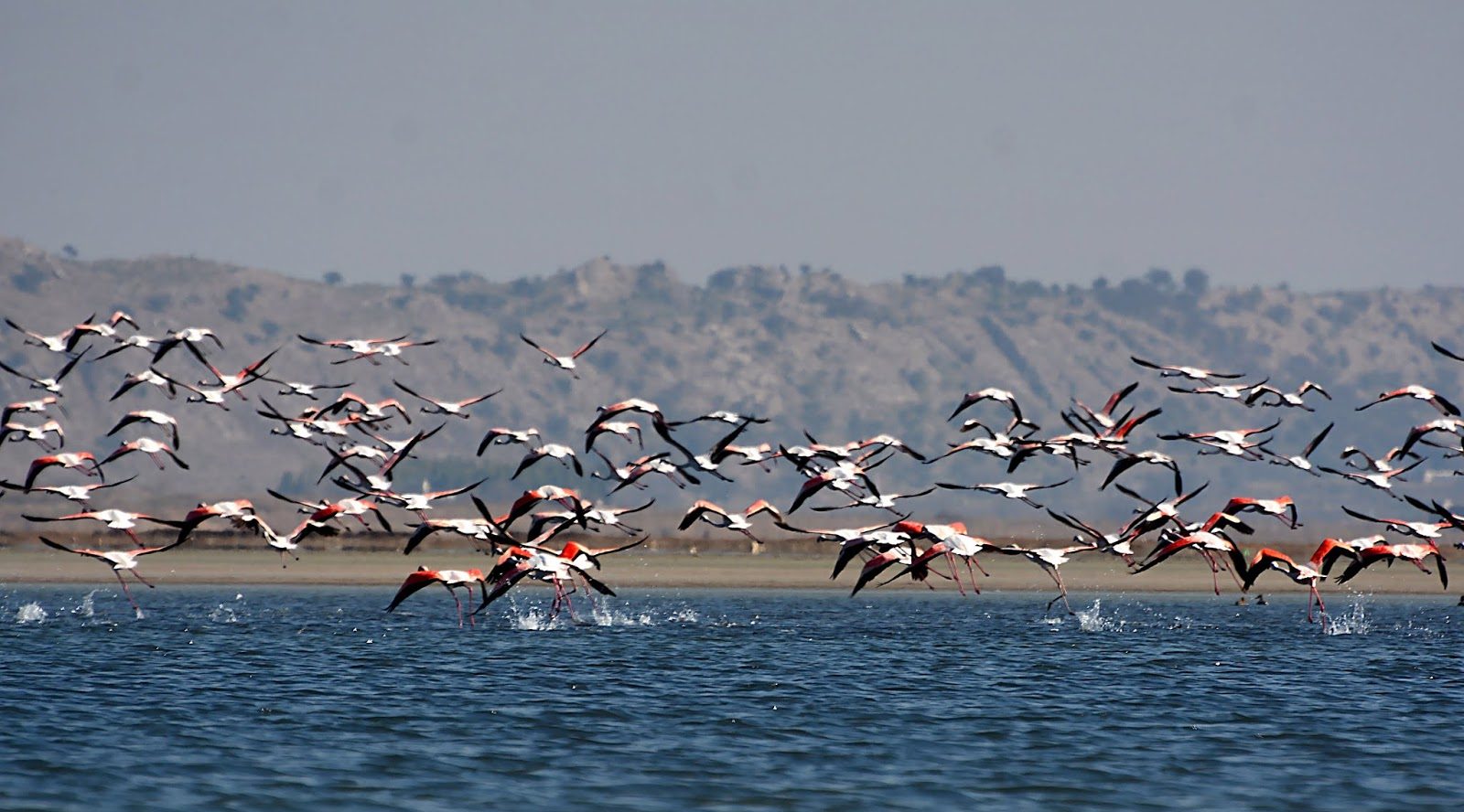 Indus Flyway
