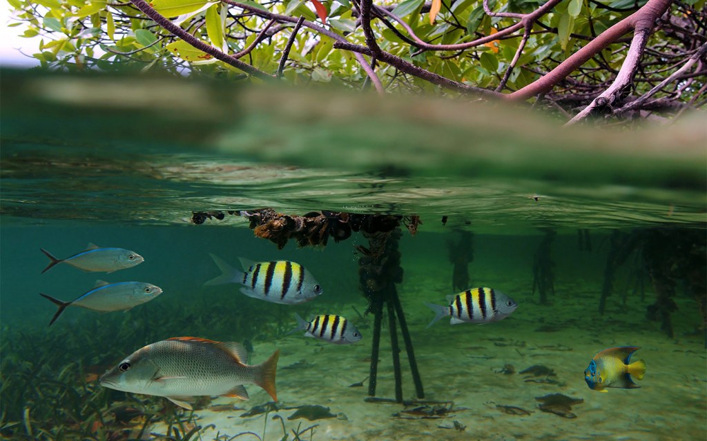 Mangrove Forests Fish