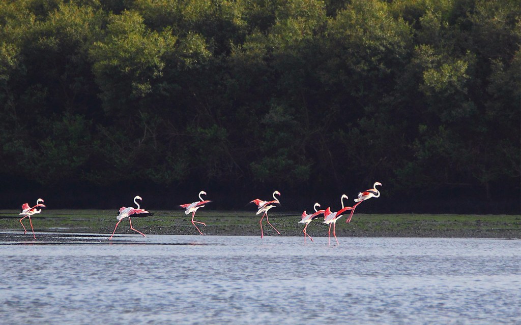 Mangroves of Karachi