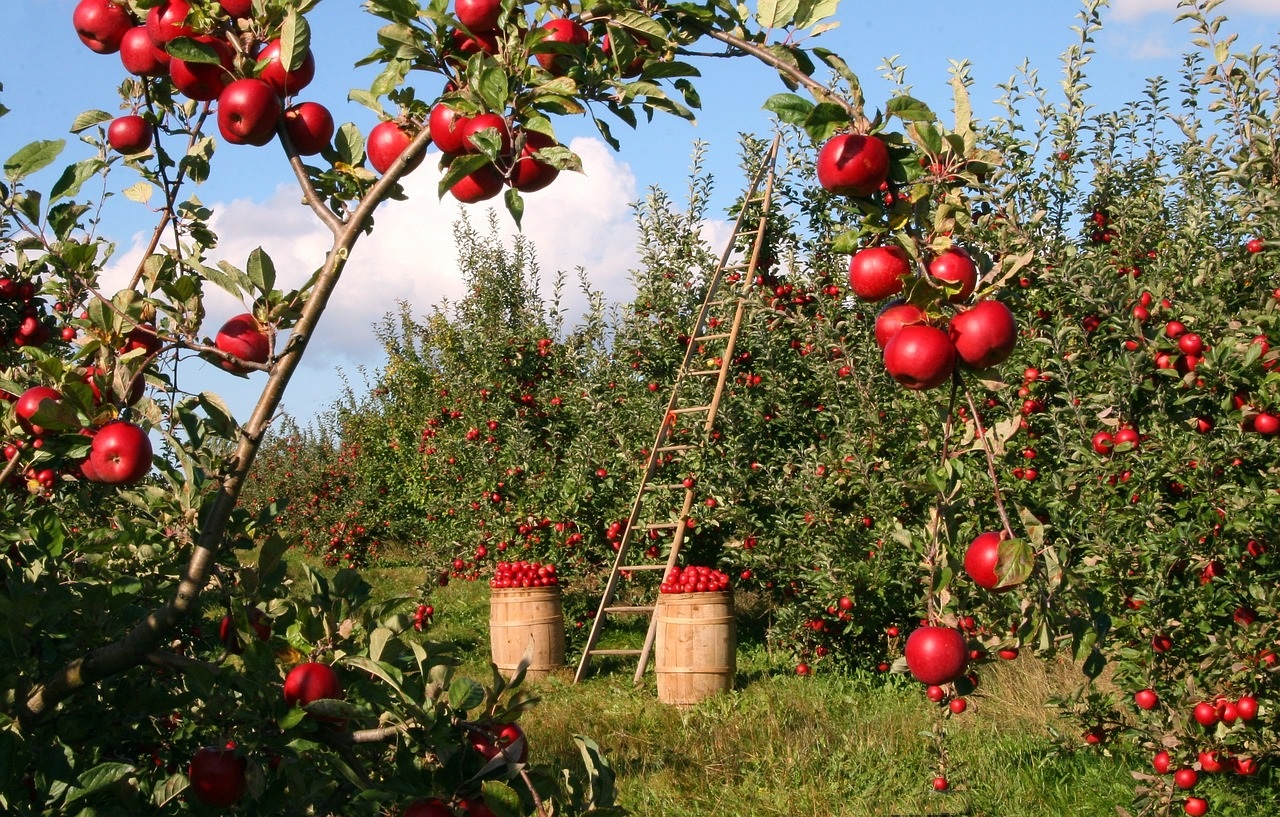 Quetta's Fruit Orchards
