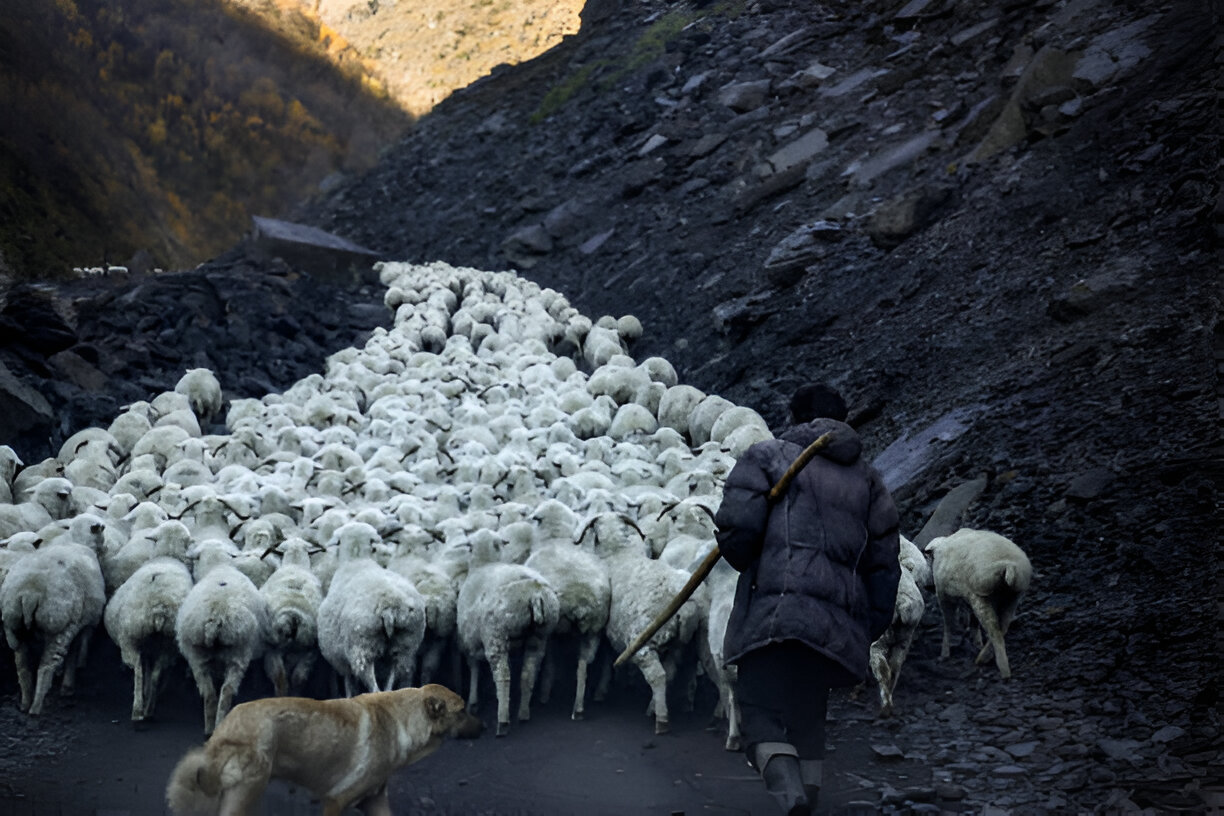 Role of Shepherding in Northern Communities