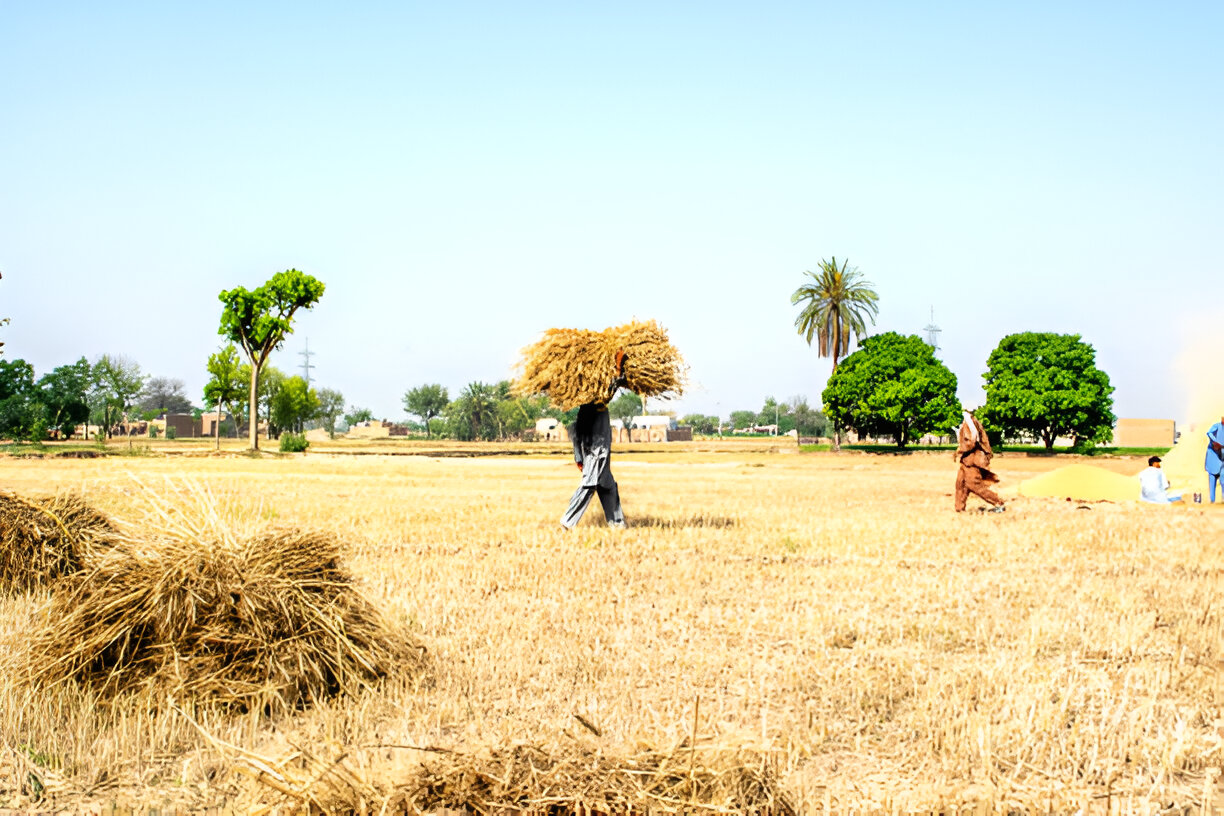 Vital Role of Agriculture in Pakistan