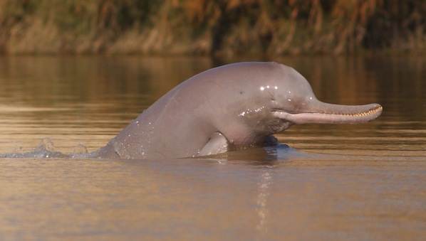 Why the Indus Dolphin Became Endangered