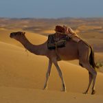 Best Desert Experiences in Pakistan – From Cholistan to Thar