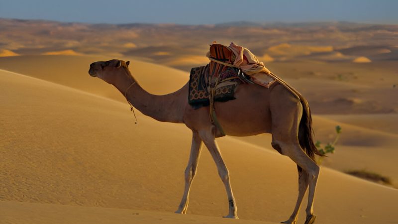 Best Desert Experiences in Pakistan – From Cholistan to Thar