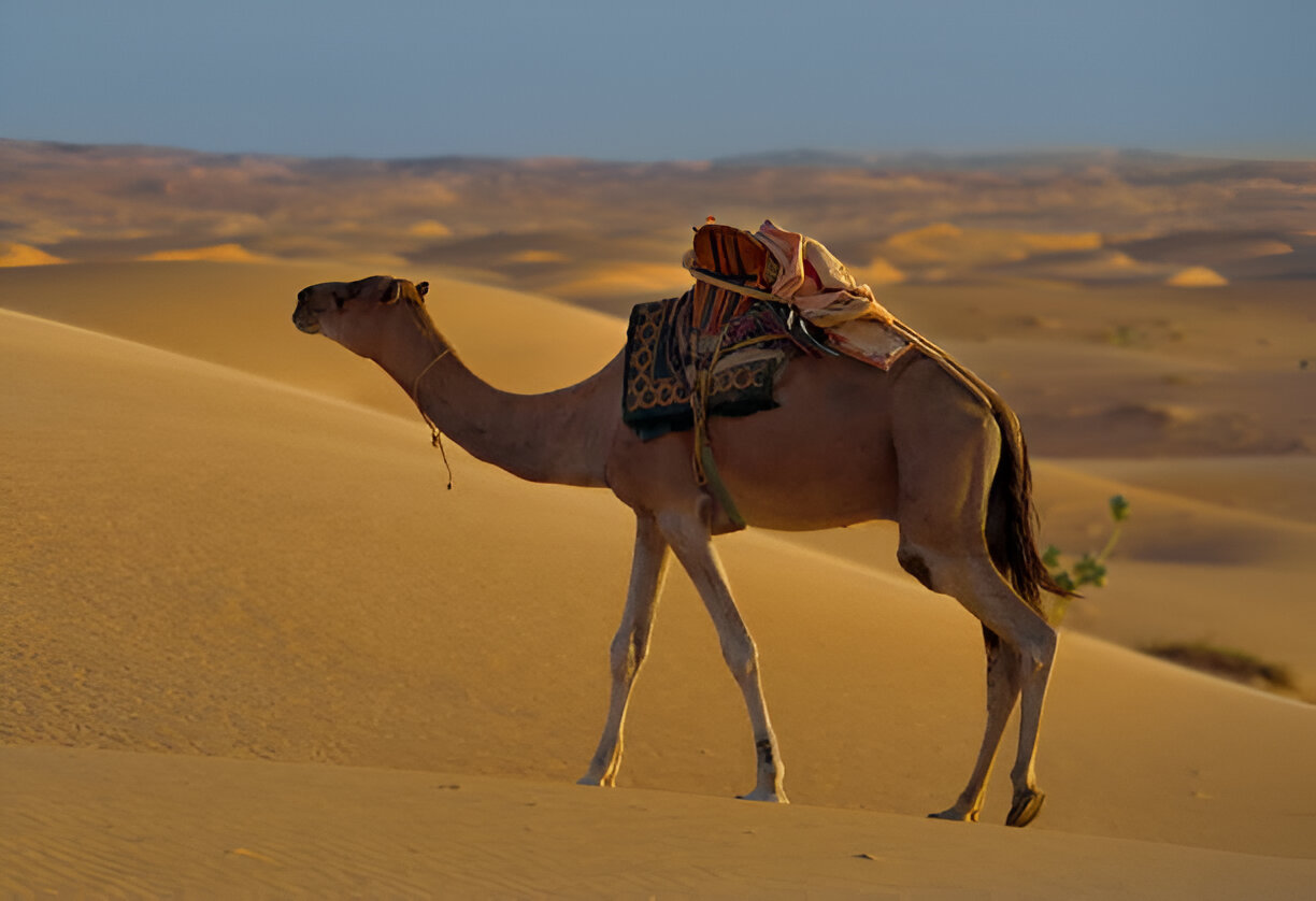 Best Desert Experiences in Pakistan – From Cholistan to Thar