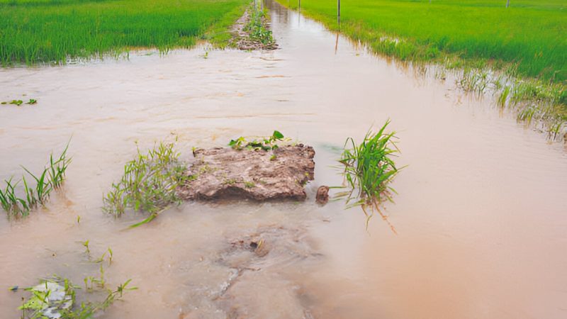 Agricultural Losses from Floods 2025 and Food Security Risks