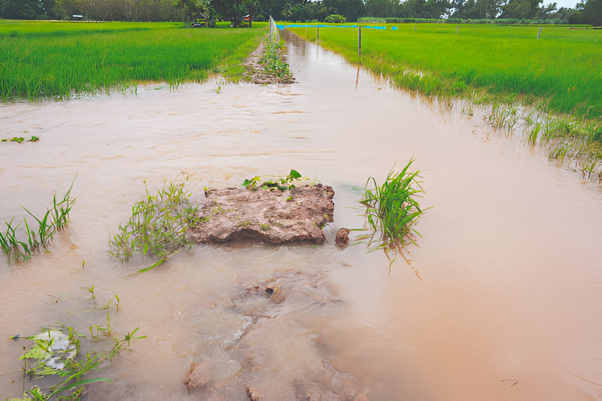 Agricultural Losses from Floods 2025 and Food Security Risks