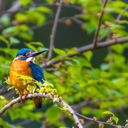 Birdwatching in Pakistan: A Guide for Nature Lovers