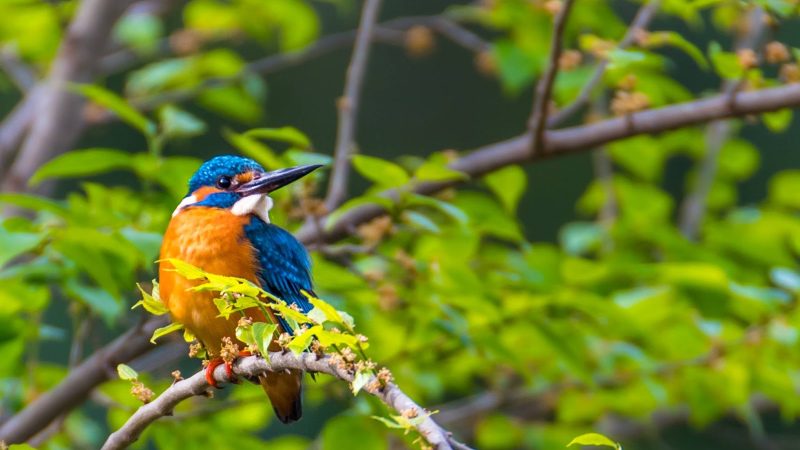 Birdwatching in Pakistan: A Guide for Nature Lovers
