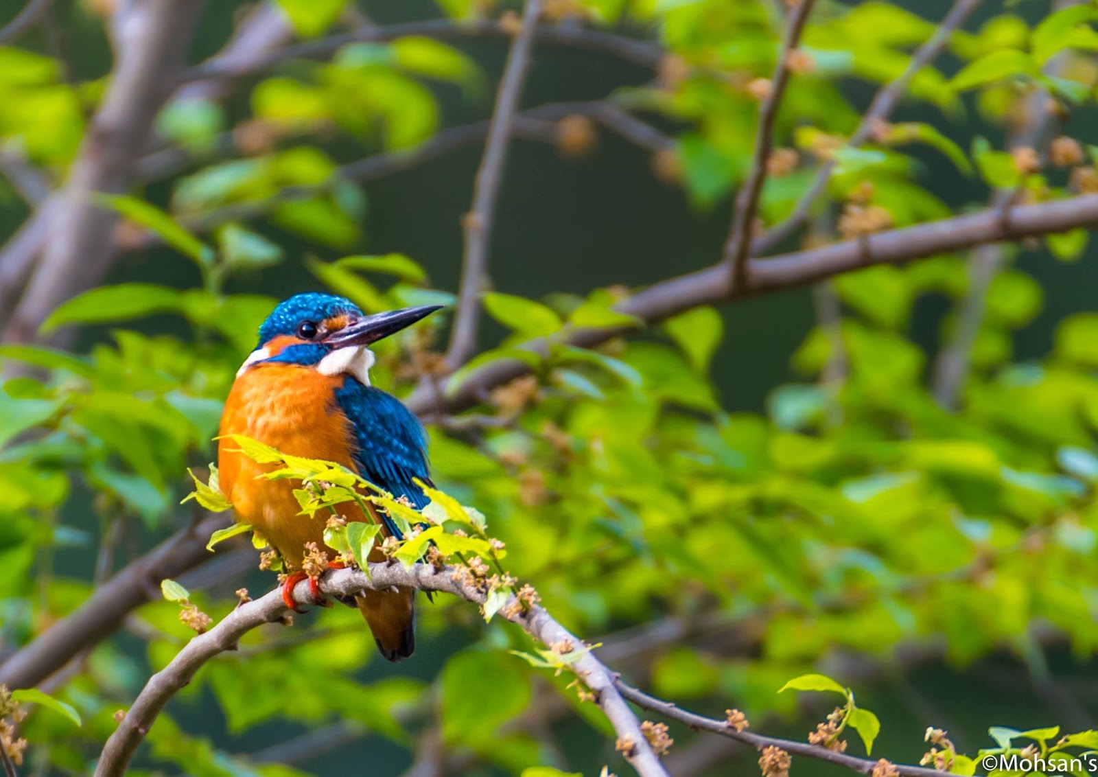 Birdwatching in Pakistan: A Guide for Nature Lovers