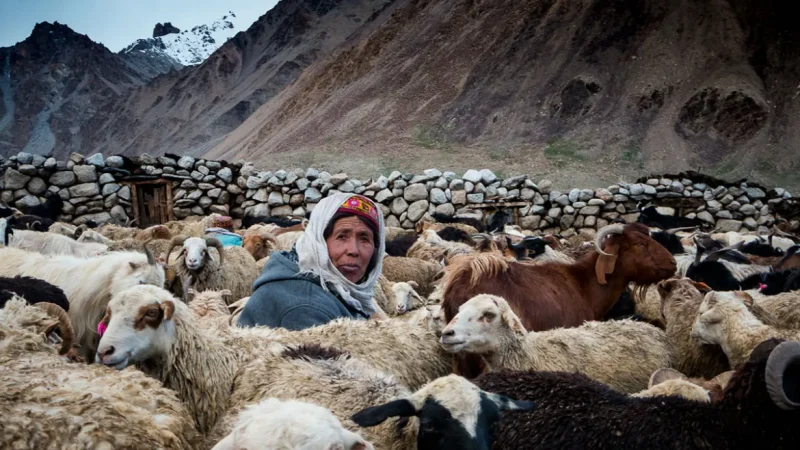 Life of Shepherds in the Northern Mountains of Pakistan