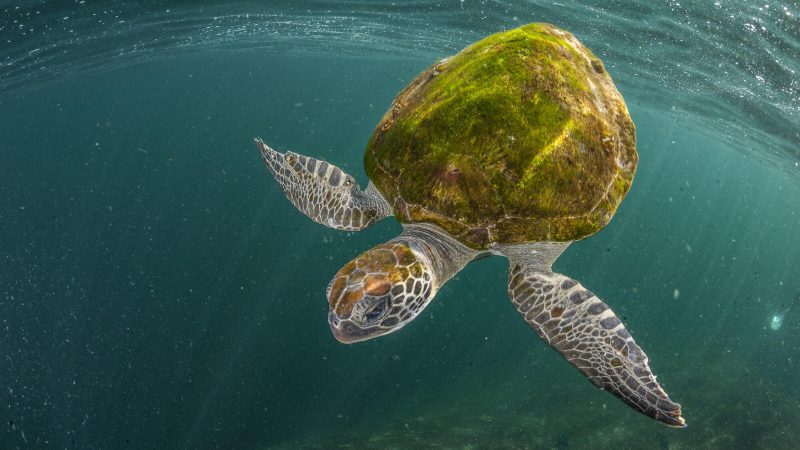 Marine Life Along Pakistan’s Coastline