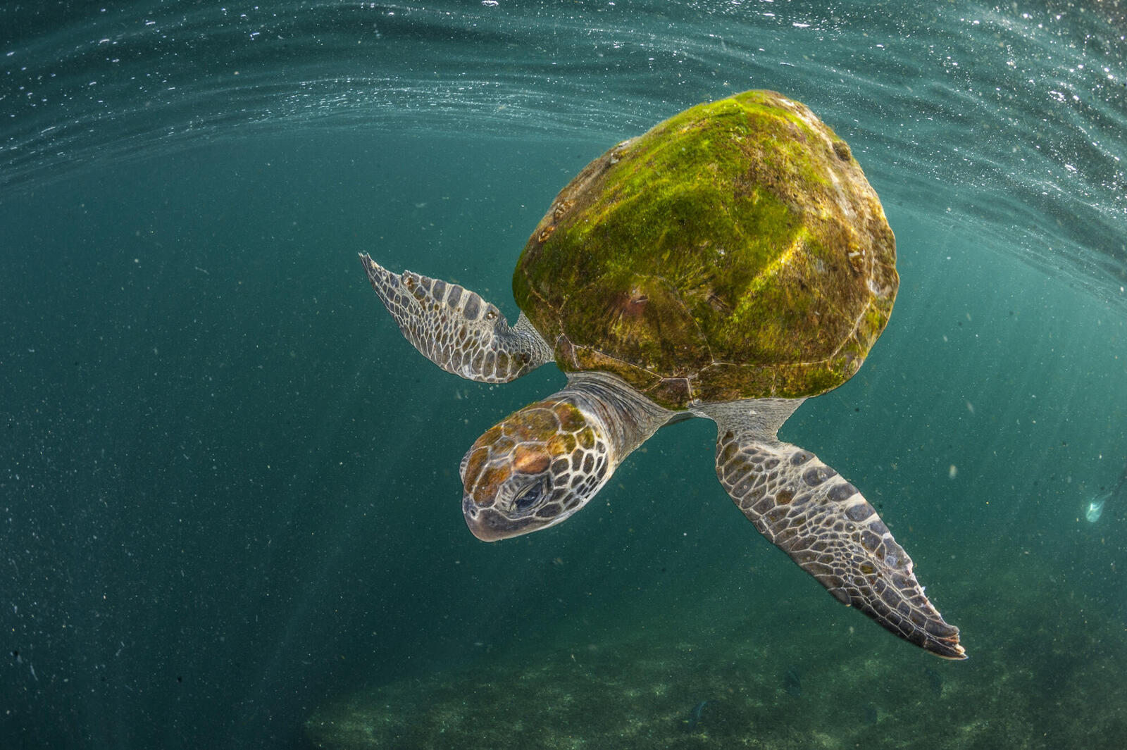Marine Life Along Pakistan’s Coastline