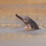 River Dolphins of the Indus