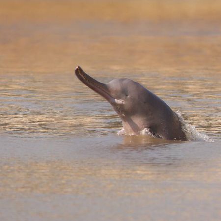River Dolphins of the Indus: Conservation Success Stories