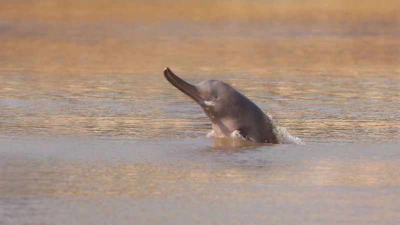 River Dolphins of the Indus: Conservation Success Stories